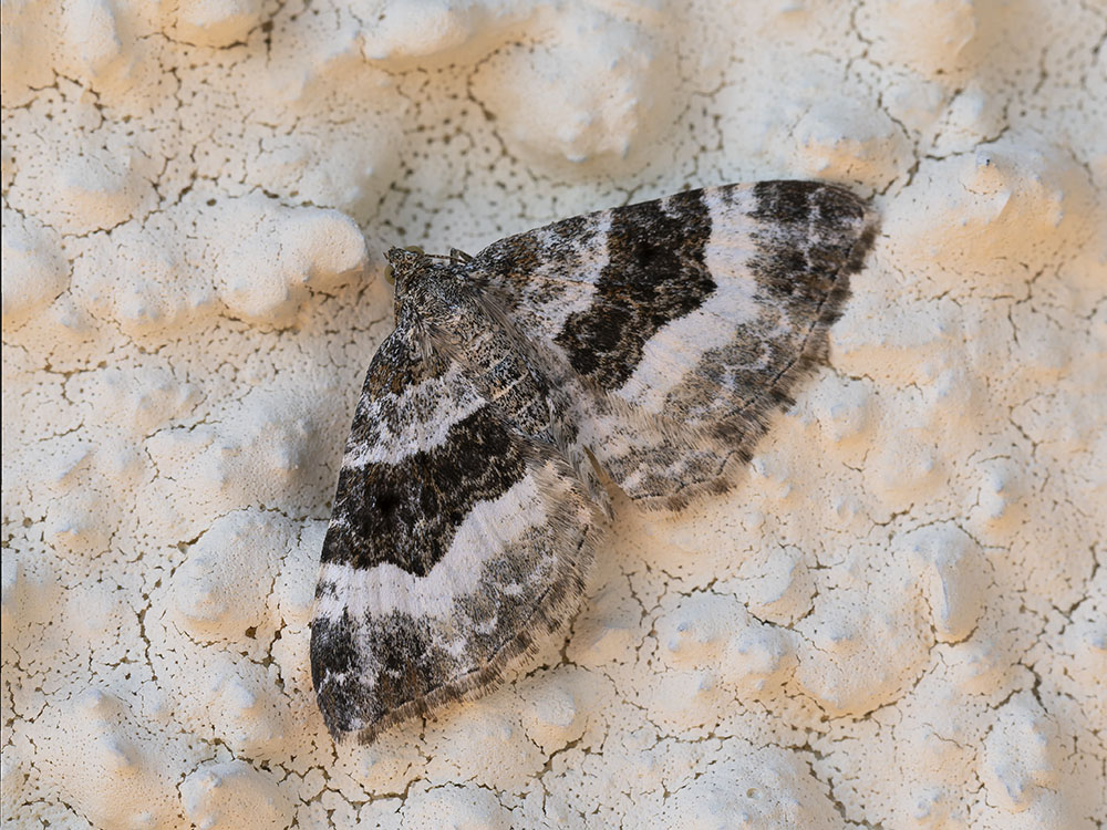 Aiuto identificazione